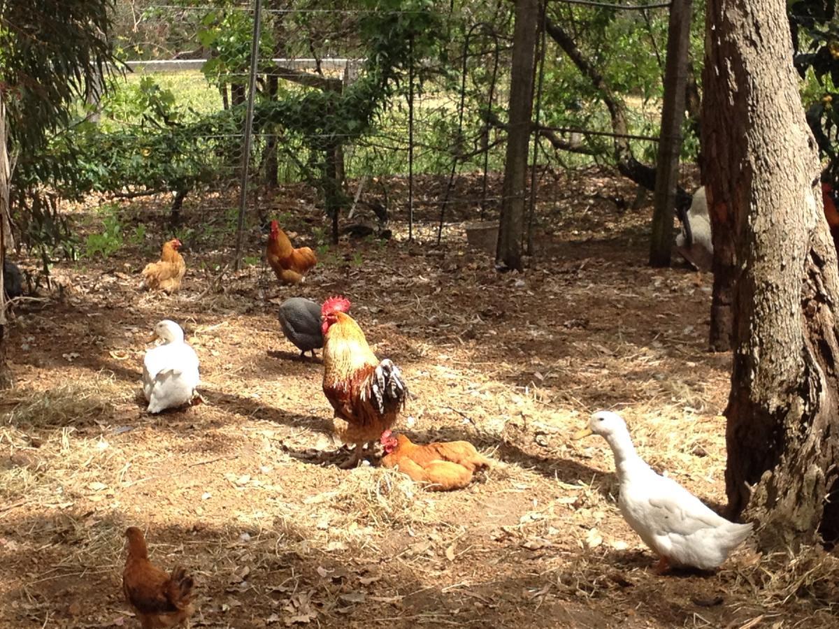 Whispering Pines Bed And Breakfast Collie Luaran gambar